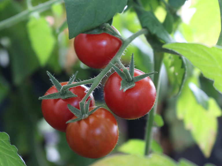 Tomatenanbau – 5 wichtige Tipps für gutes Gelingen